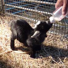 Fishers Mobile Farm bottle fed kid.jpg